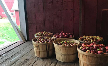 bushels of apples